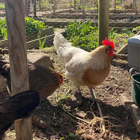 De Verborgen Pracht Chalet *