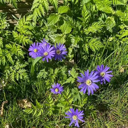 De Verborgen Pracht * スハーヘン