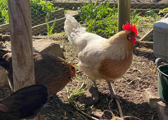 De Verborgen Pracht Chalet *