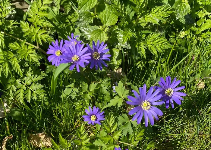 De Verborgen Pracht * Schagen